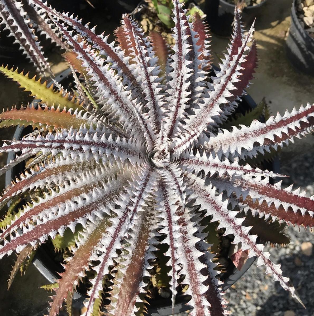 Dyckia Proton (PSA015) | Panus Japan