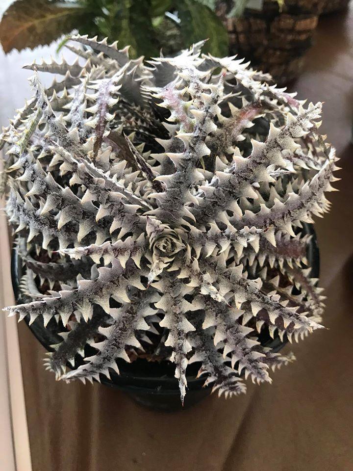 Dyckia Diamond Praw