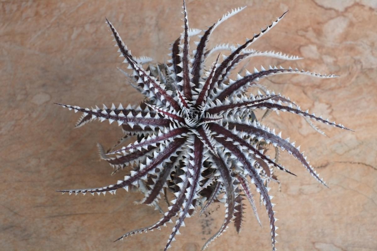 Dyckia Samurai Bromeliad Cultivar Register (15405)