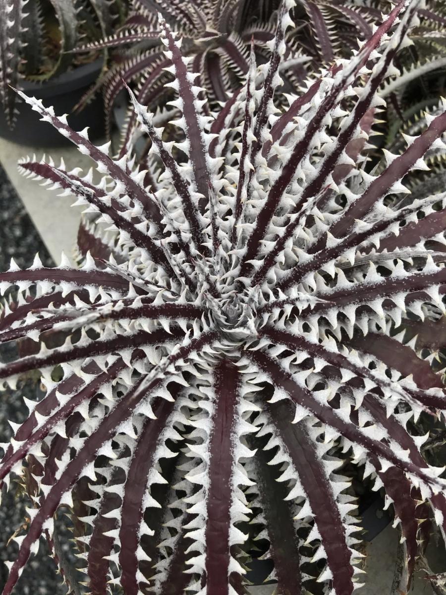 Dyckia Fountain x Heven and Hell #N035