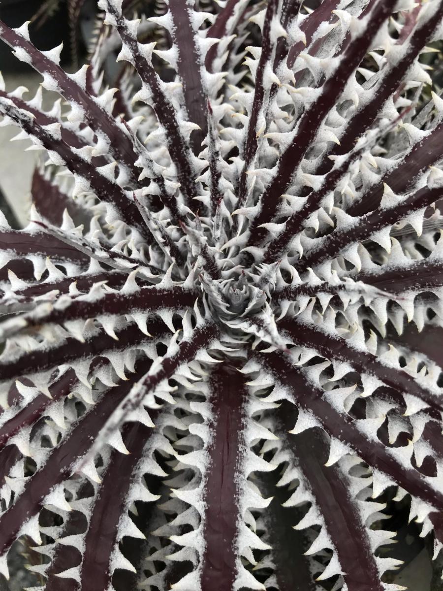 Dyckia Fountain x Heven and Hell #N035