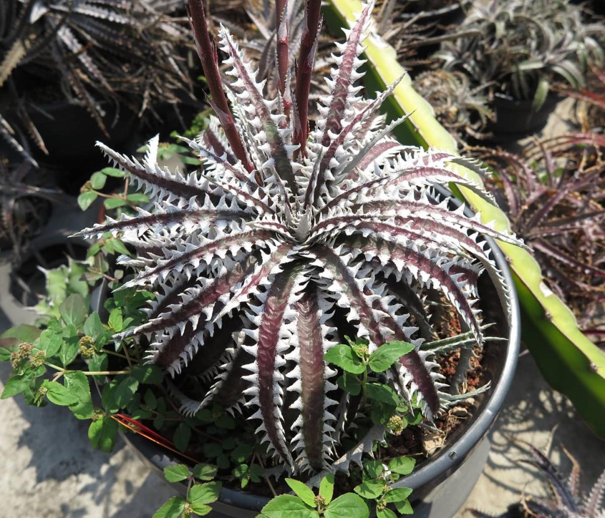 Dyckia Mekong Delta