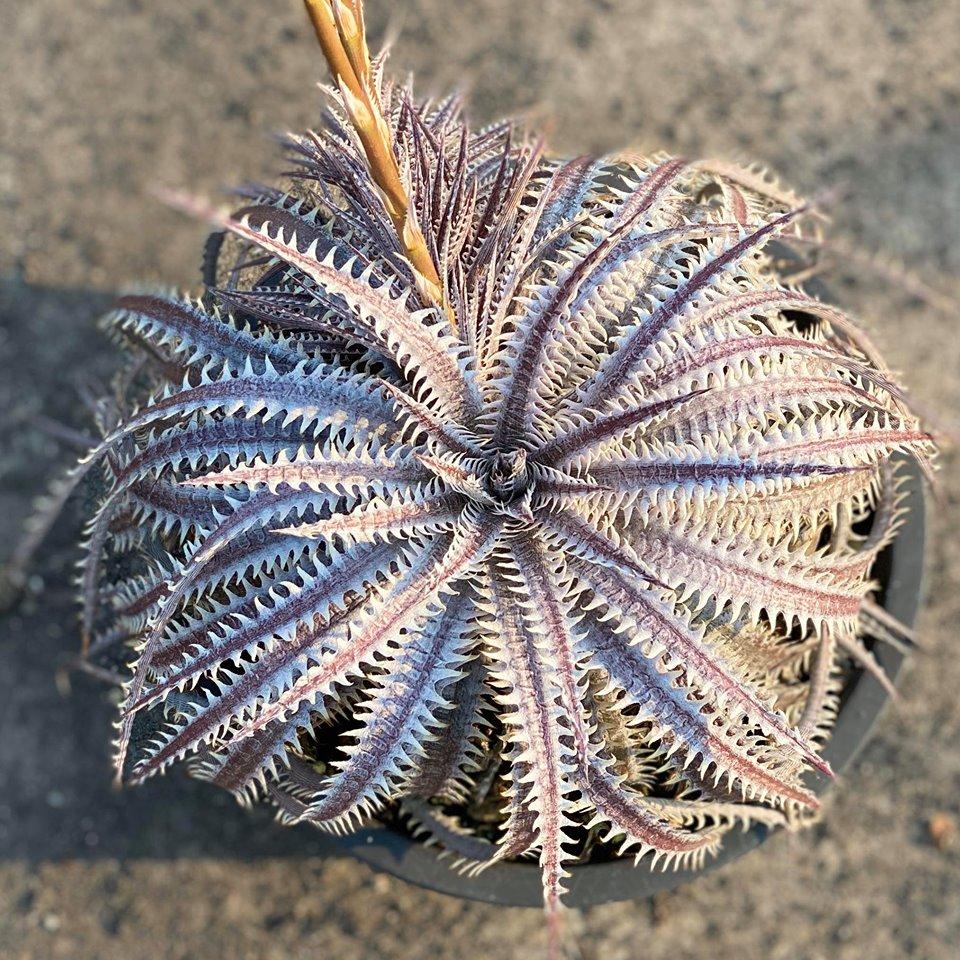 ディッキア シルバーフォックス Dyckia silverfox hybrid ディッキア