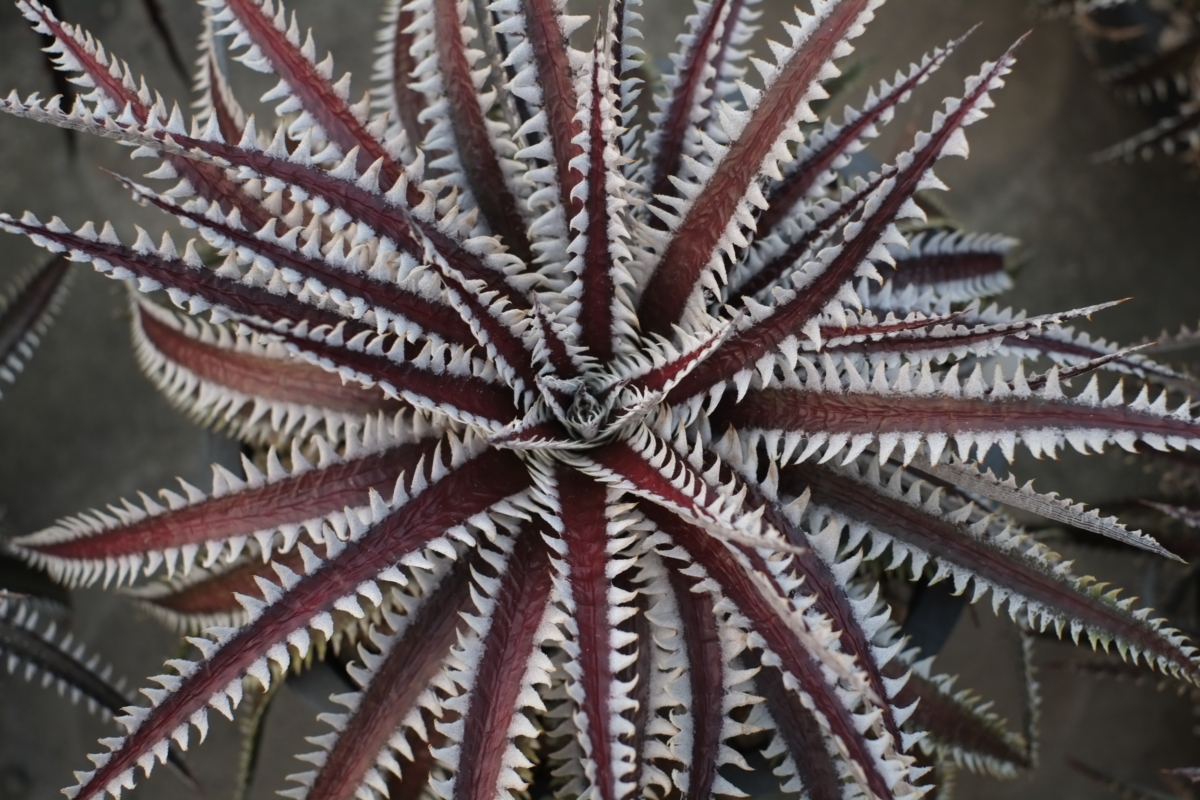 Dyckia Siam Ruby Kiss – Panus Japan
