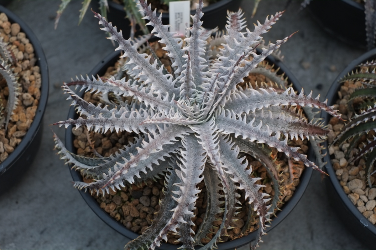 Dyckia Spider Web