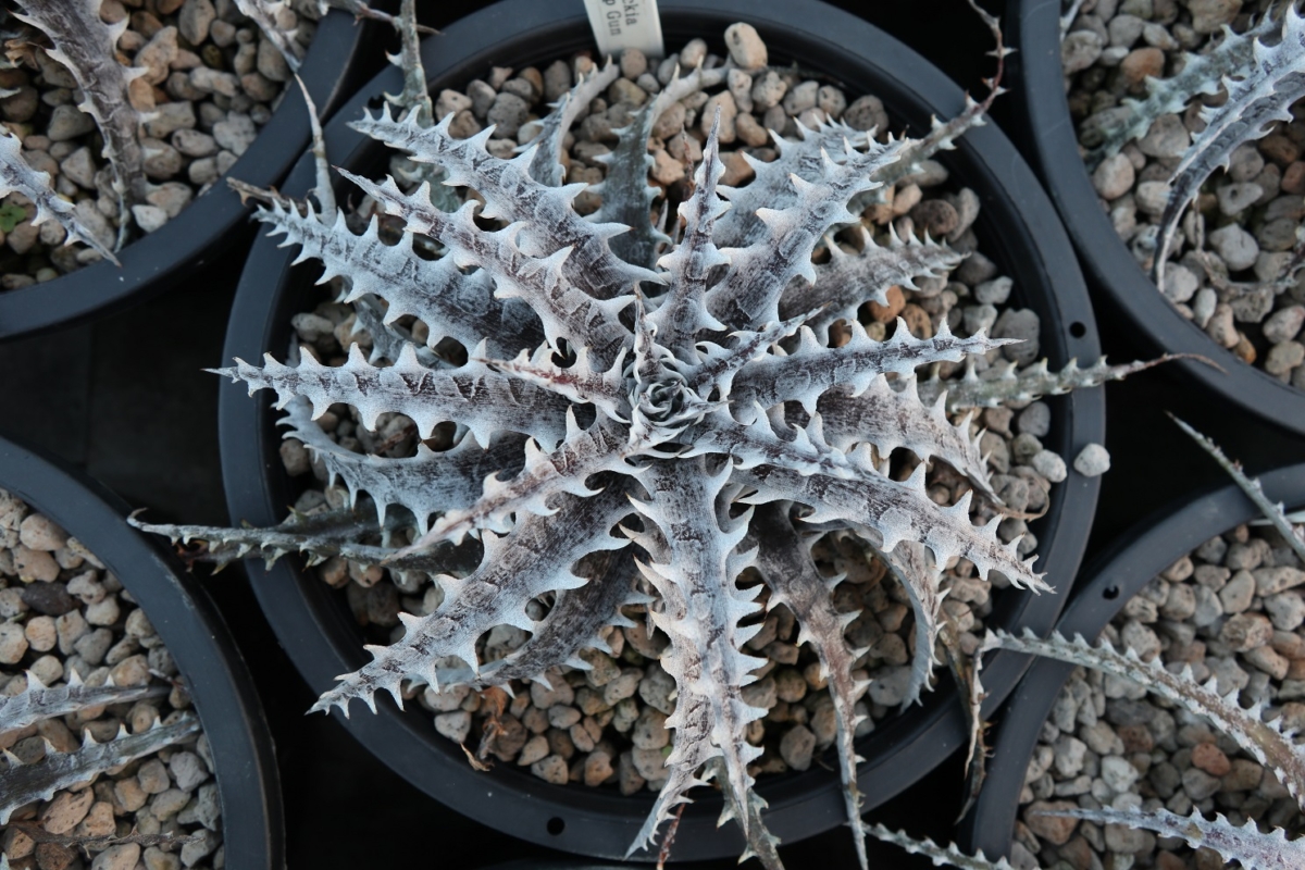 Dyckia Top Gun