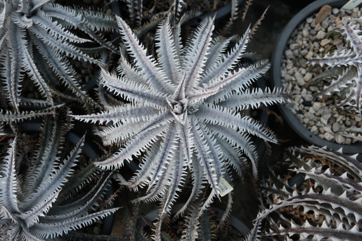 Dyckia Siam Winter Kiss Sueb Hybrid