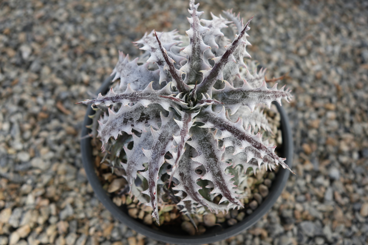 Dyckia Tripple Wing