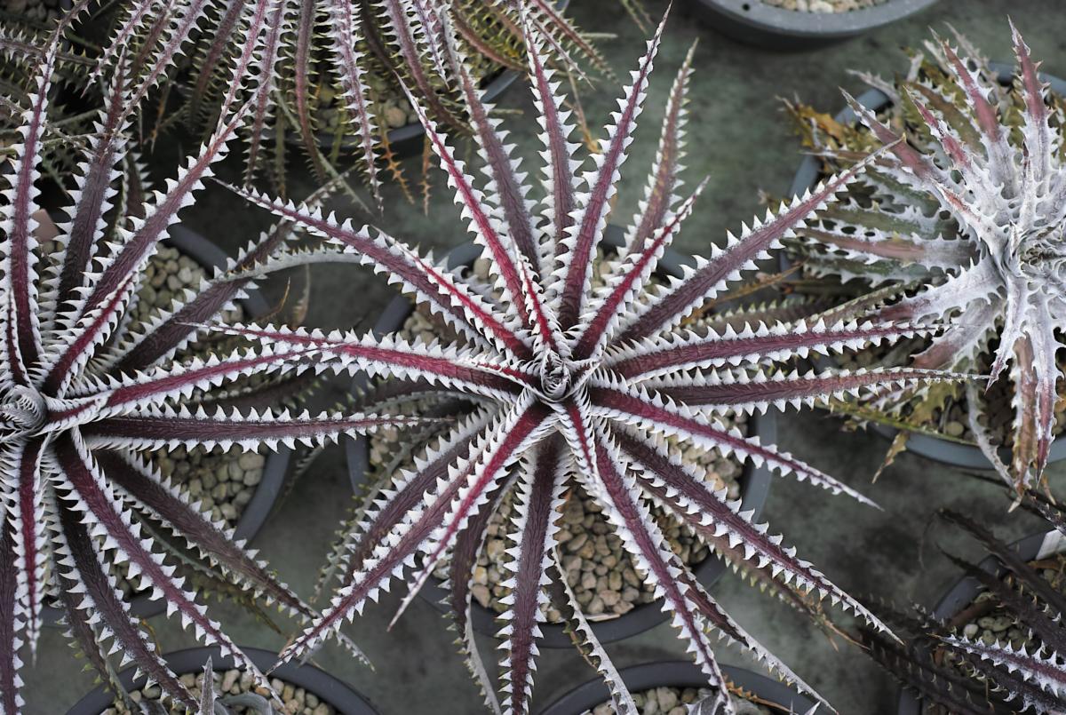 アメリカ産 ディッキア Dyckia 'Babytooth'